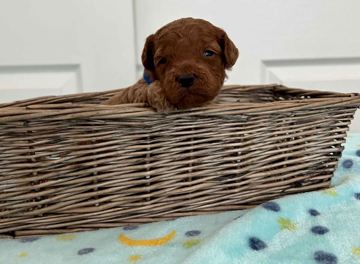Poodle Puppies breeder image 11