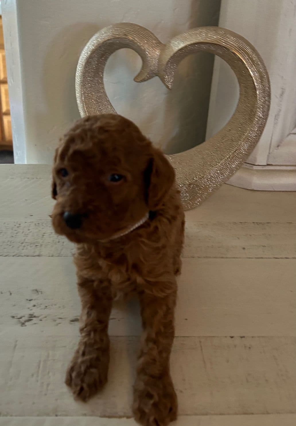 Poodle Puppies breeder image 12