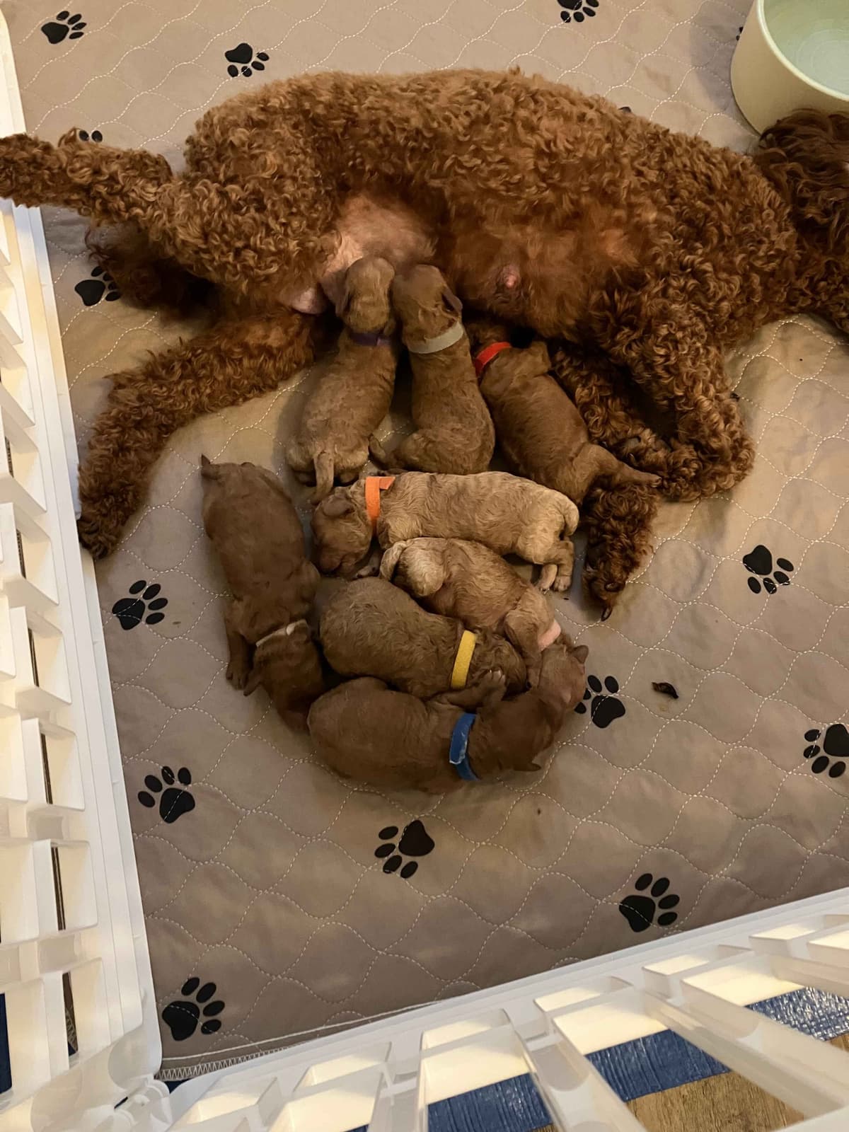 Poodle Puppies breeder image 13