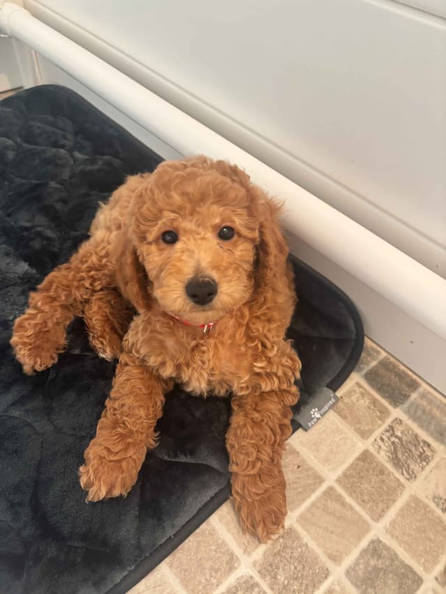 Poodle Puppies media 2