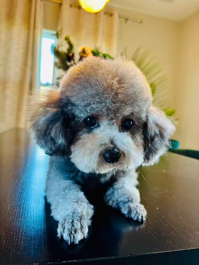 Toy Poodle Puppies media 12