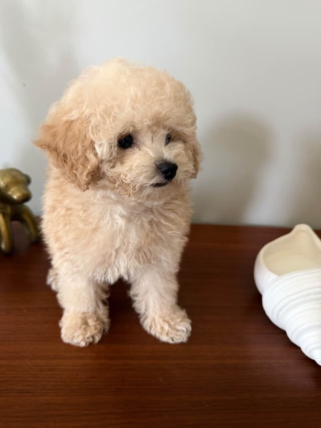 Toy Poodle Puppies media 2