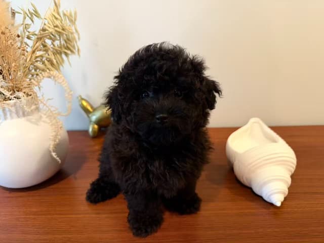 Toy Poodle Puppies media 8