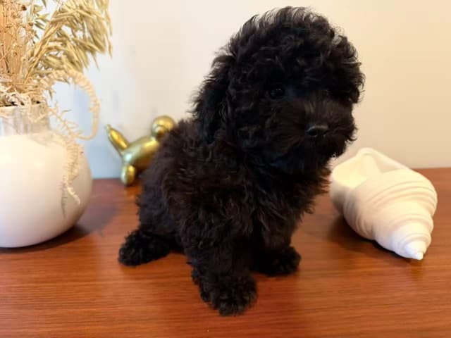 Toy Poodle Puppies media 9