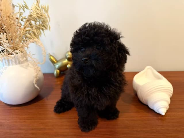 Toy Poodle Puppies media 10
