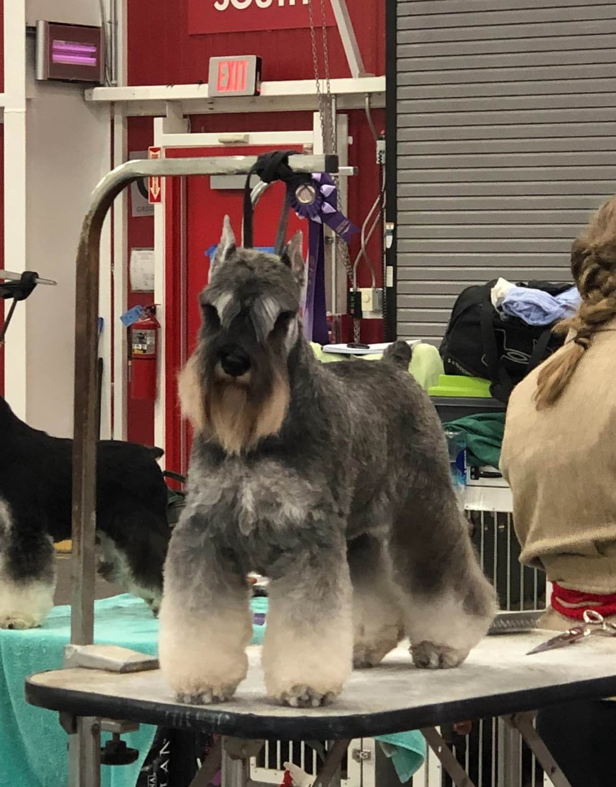 Miniature Schnauzer Puppies breeder image 3