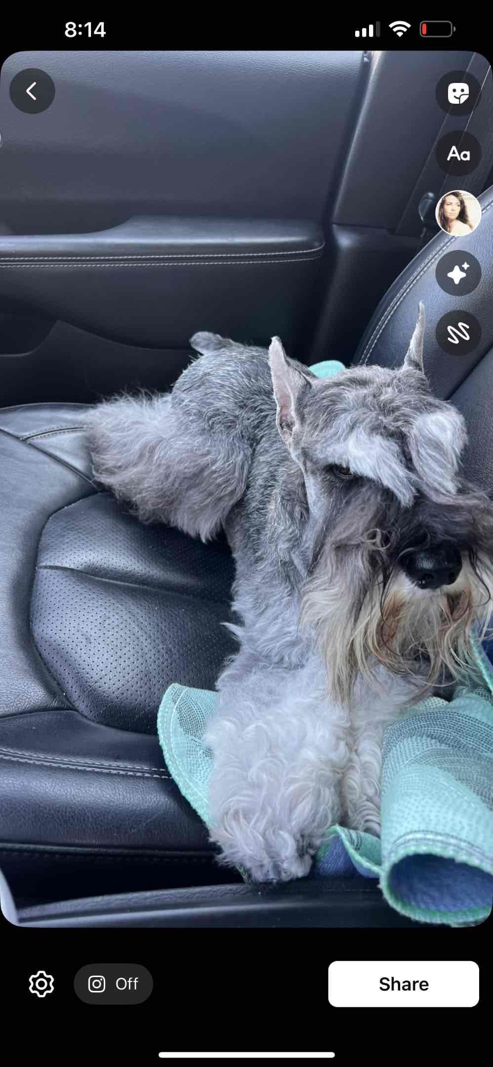 Miniature Schnauzer Puppies breeder image 4