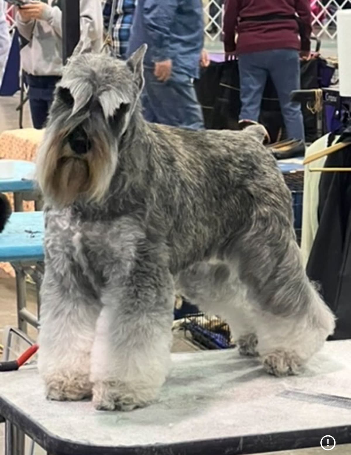 Miniature Schnauzer Puppies breeder image 8