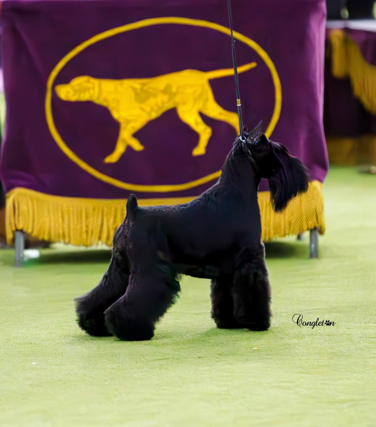 Miniature Schnauzer Puppies breeder image 9