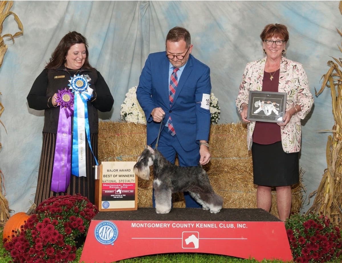 Miniature Schnauzer Puppies breeder image 10