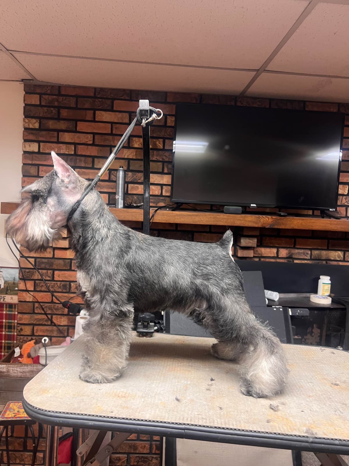 Miniature Schnauzer Puppies breeder image 12
