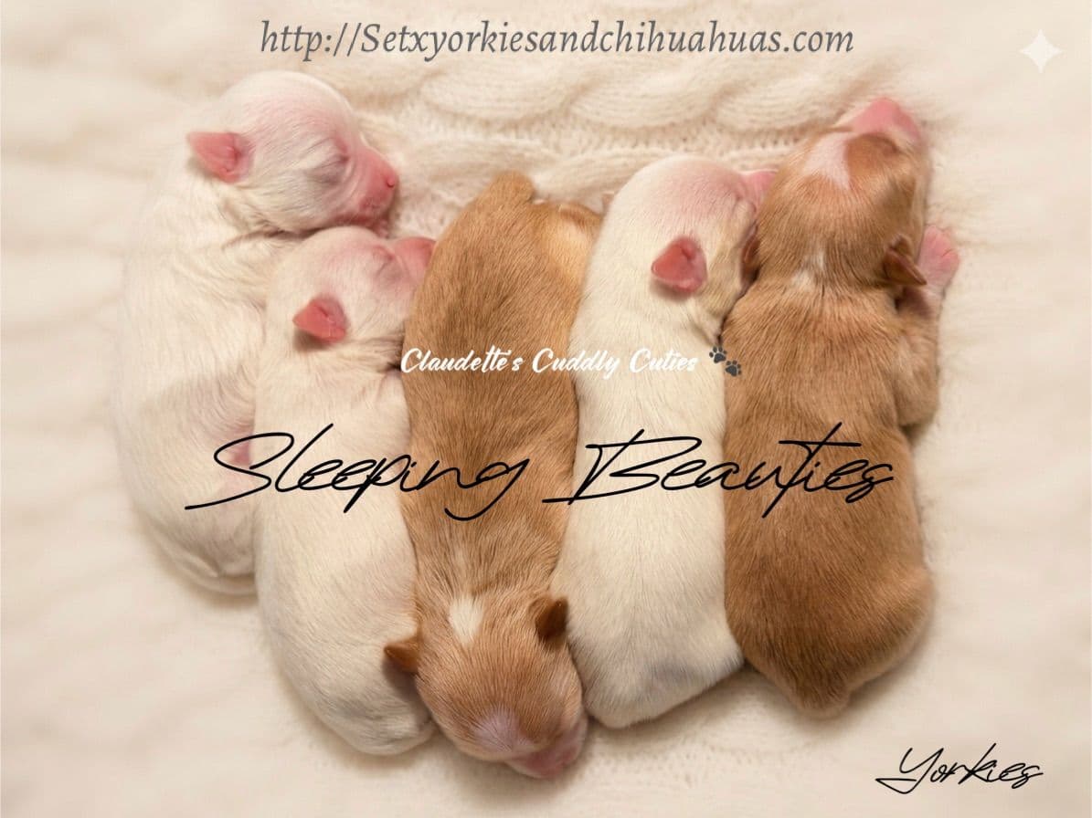 Chihuahua Puppies breeder image 3