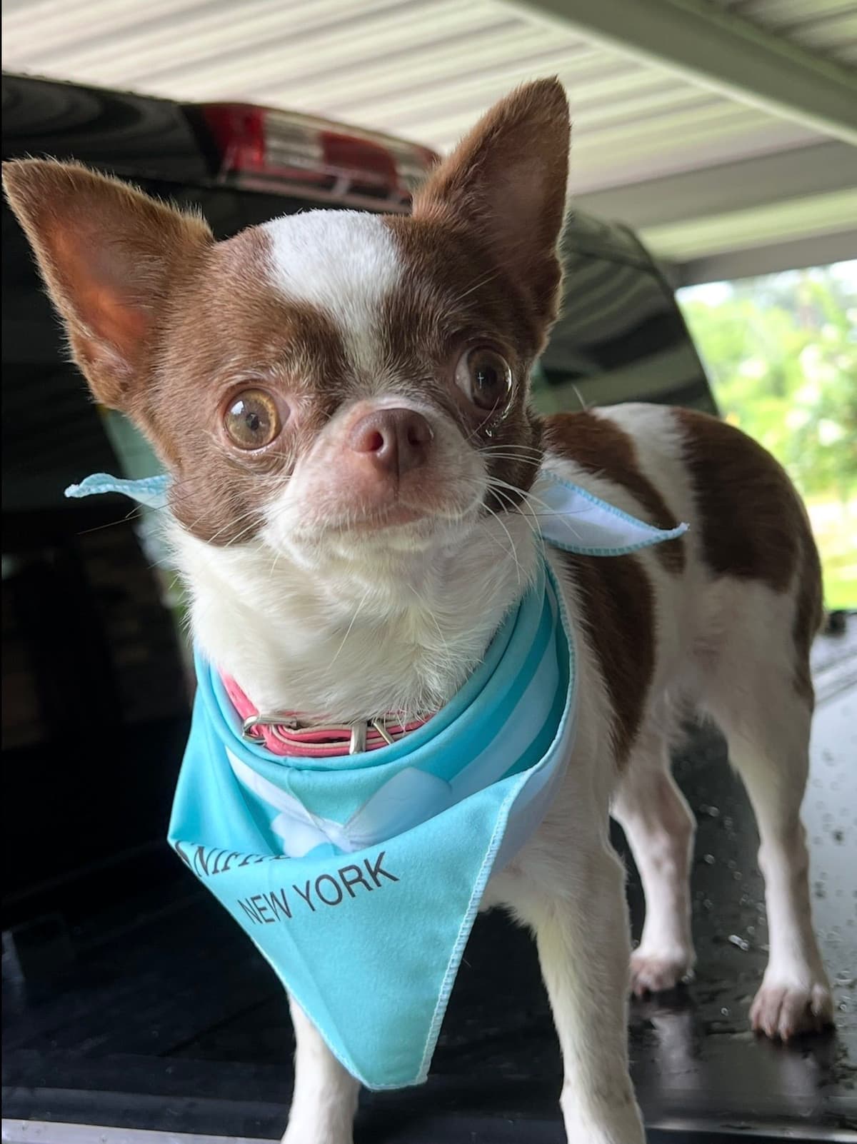 Chihuahua Puppies breeder image 4