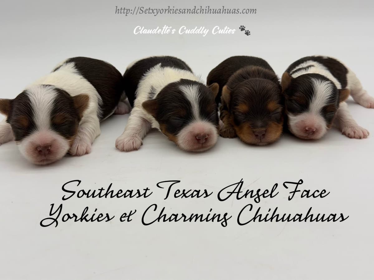 Chihuahua Puppies breeder image 6