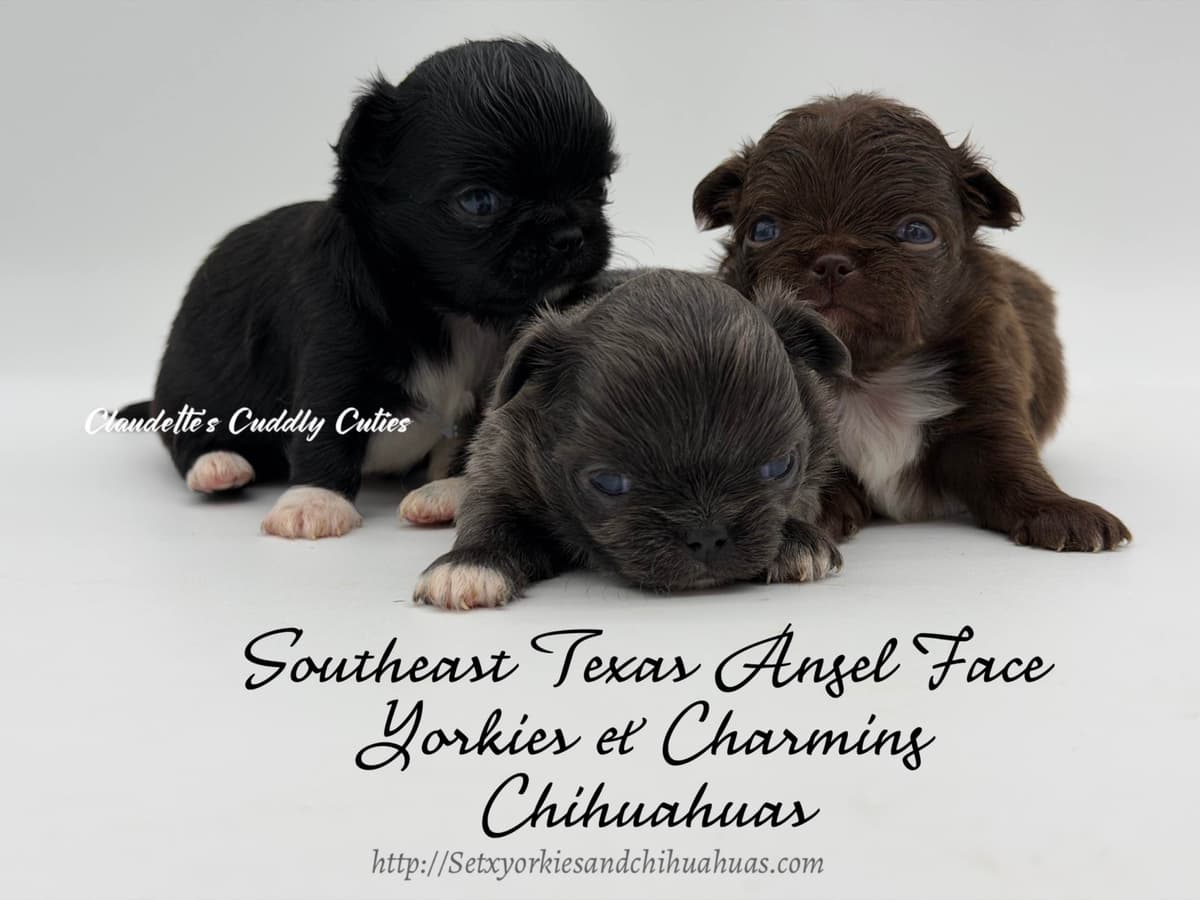 Chihuahua Puppies breeder image 7