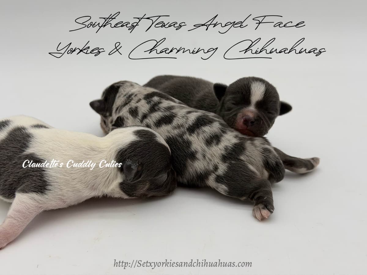Chihuahua Puppies breeder image 8