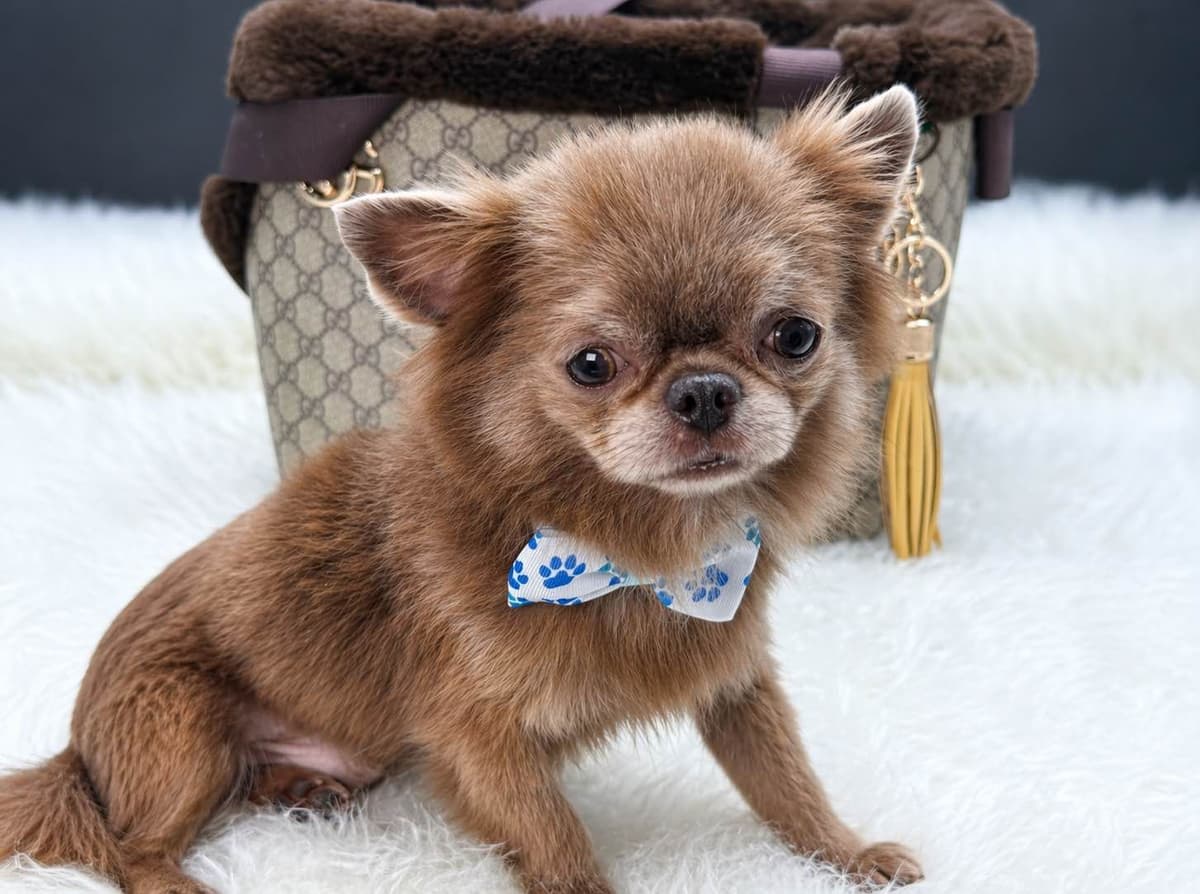 Chihuahua Puppies breeder image 9
