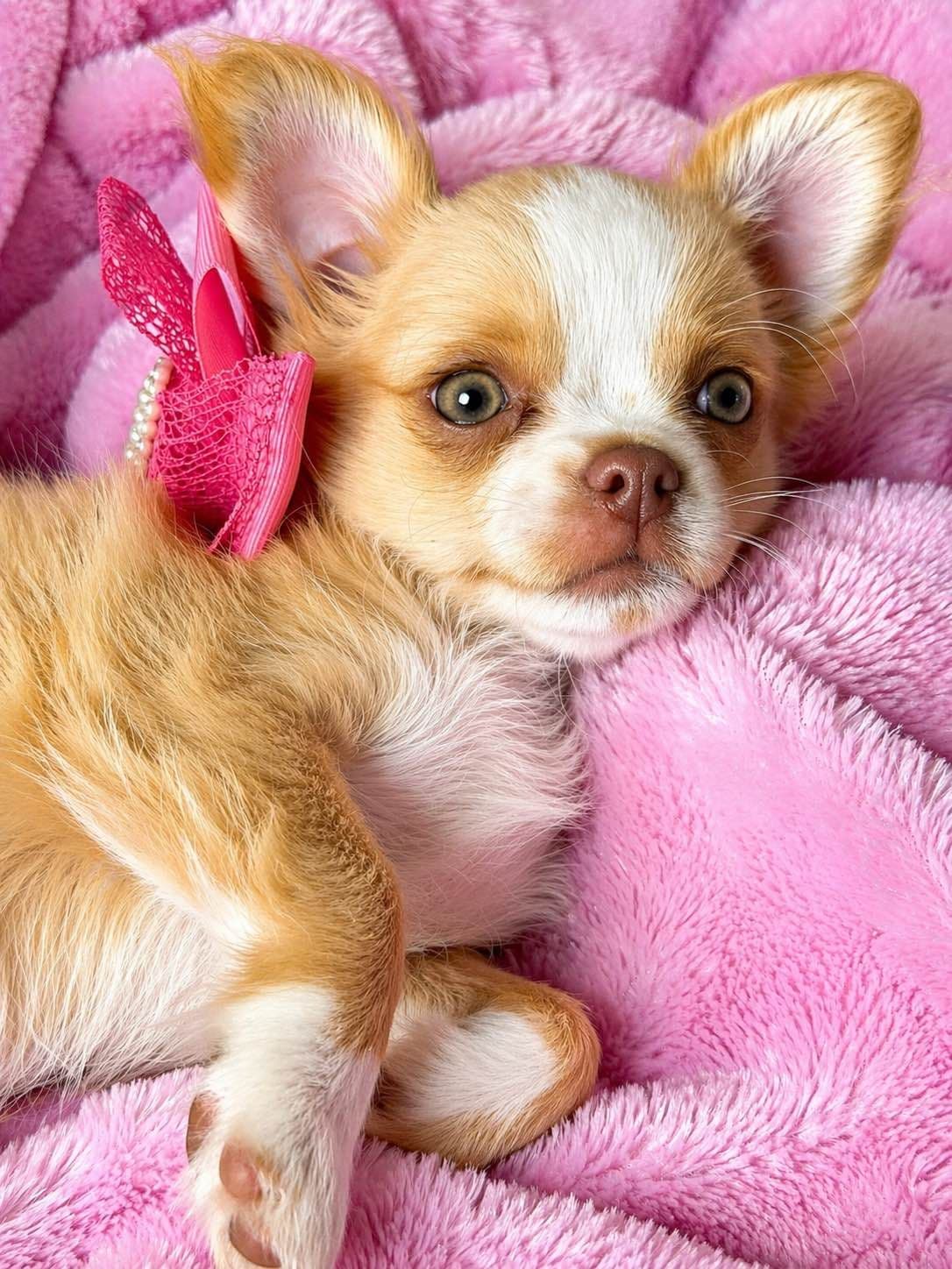 Chihuahua Puppies breeder image 10