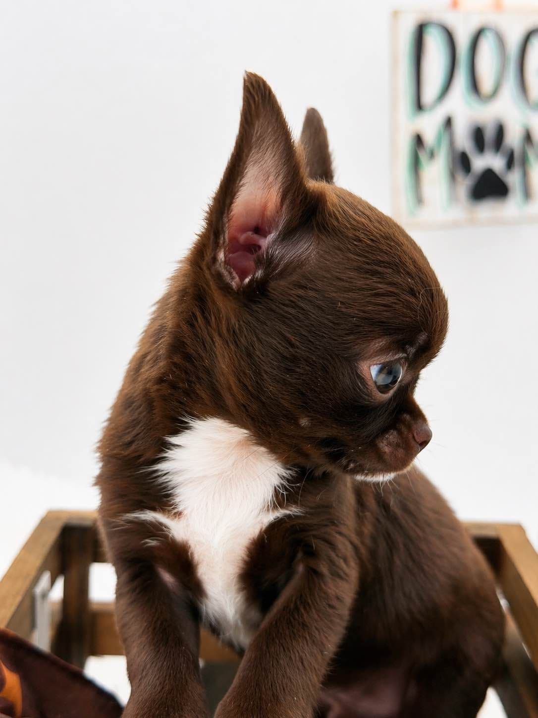 Chihuahua Puppies breeder image 11