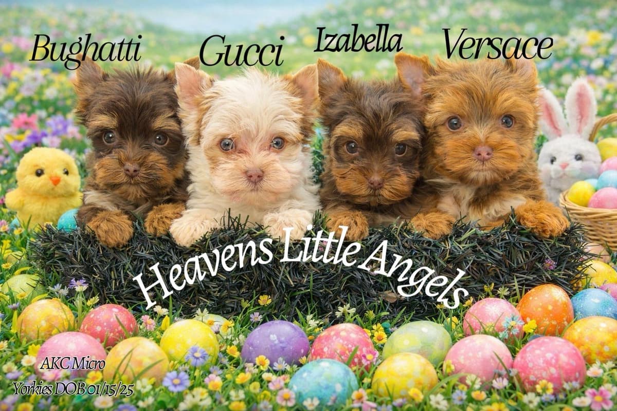 Chihuahua Puppies breeder image 14