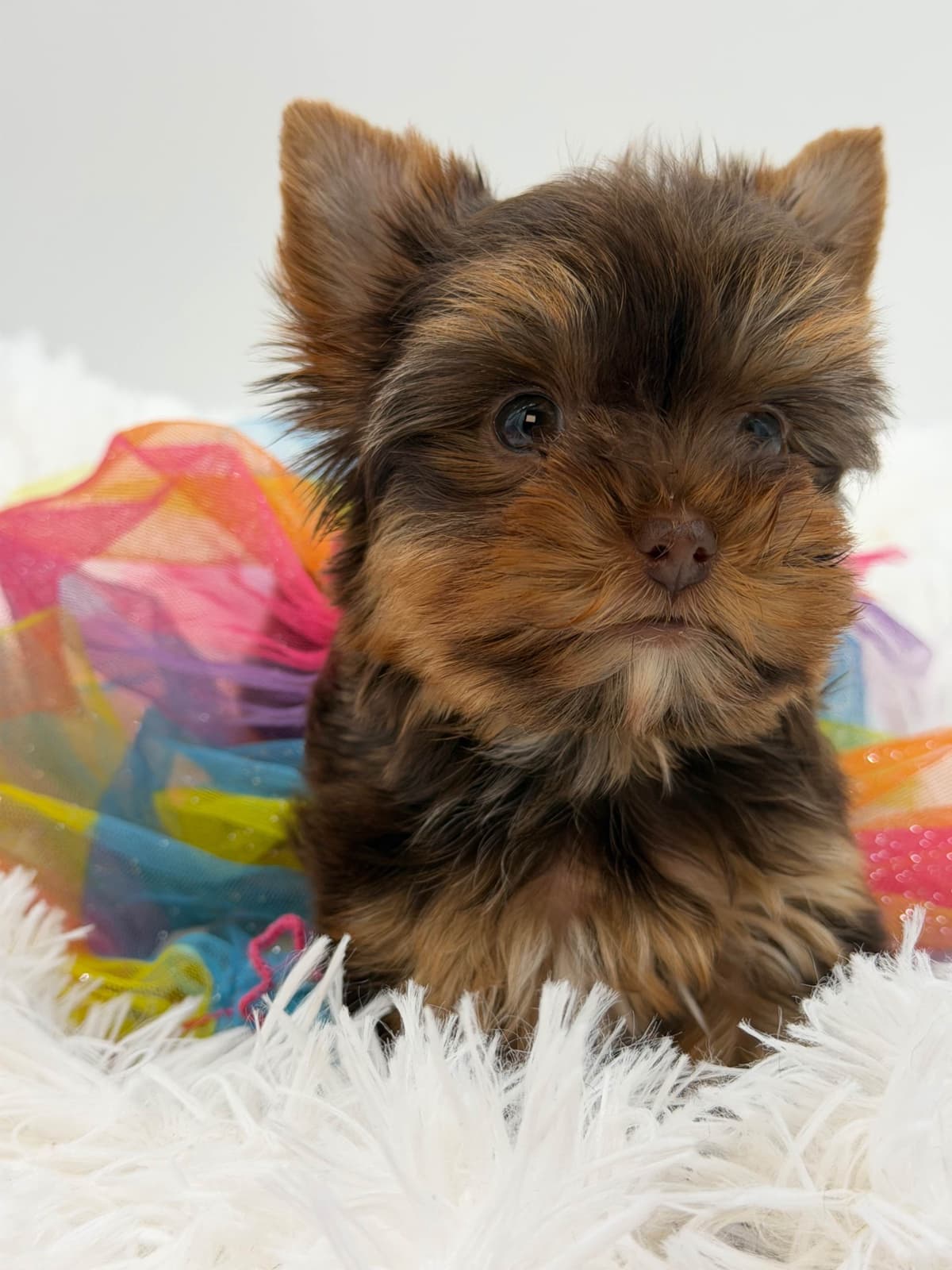 Chihuahua Puppies breeder image 16