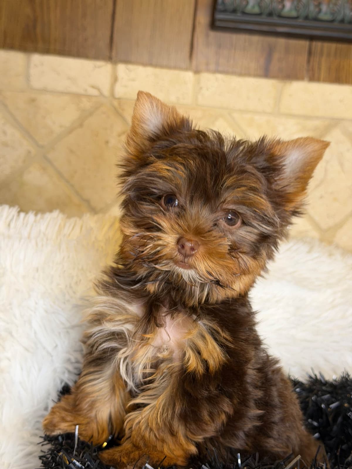 Chihuahua Puppies breeder image 15
