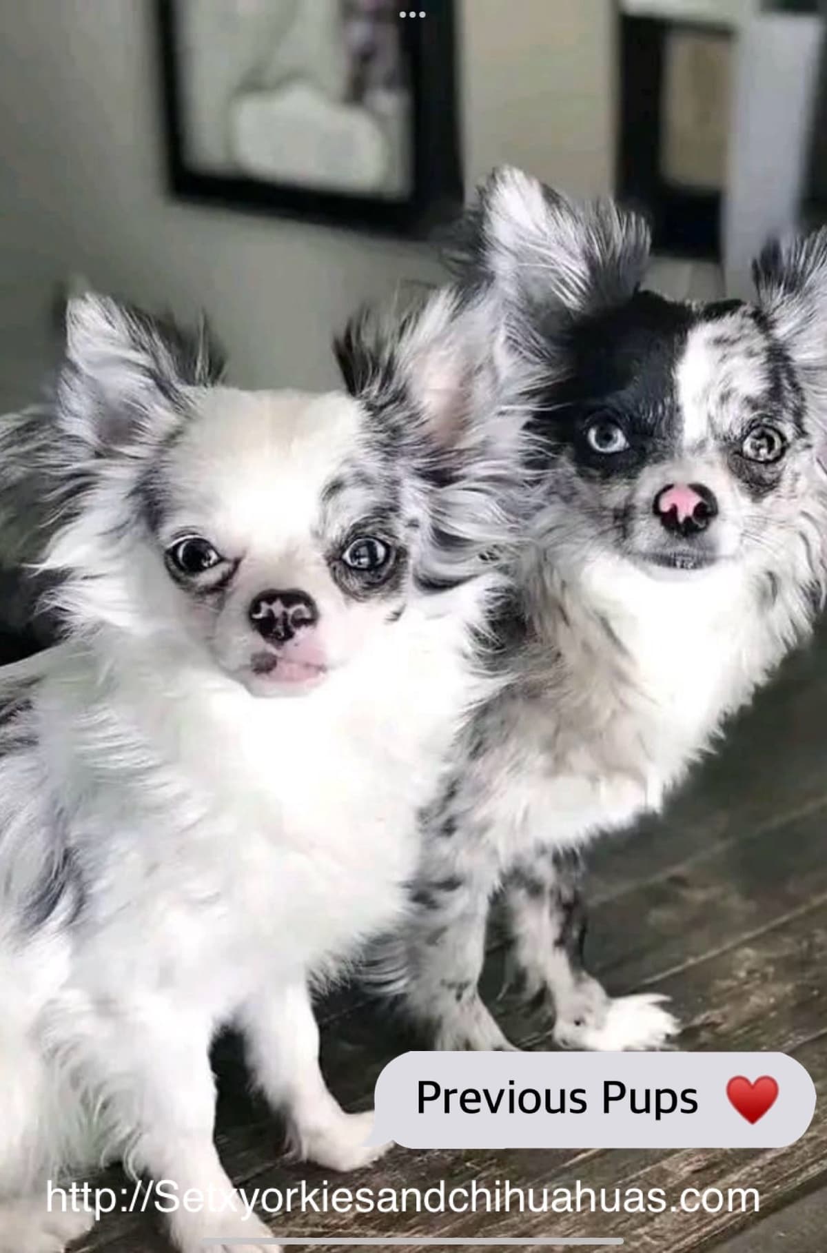 Chihuahua Puppies breeder image 17