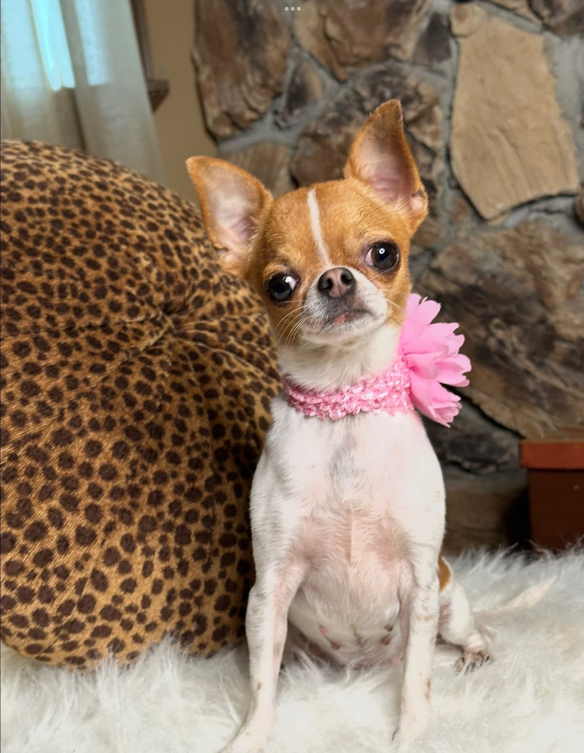 Chihuahua Puppies breeder image 18