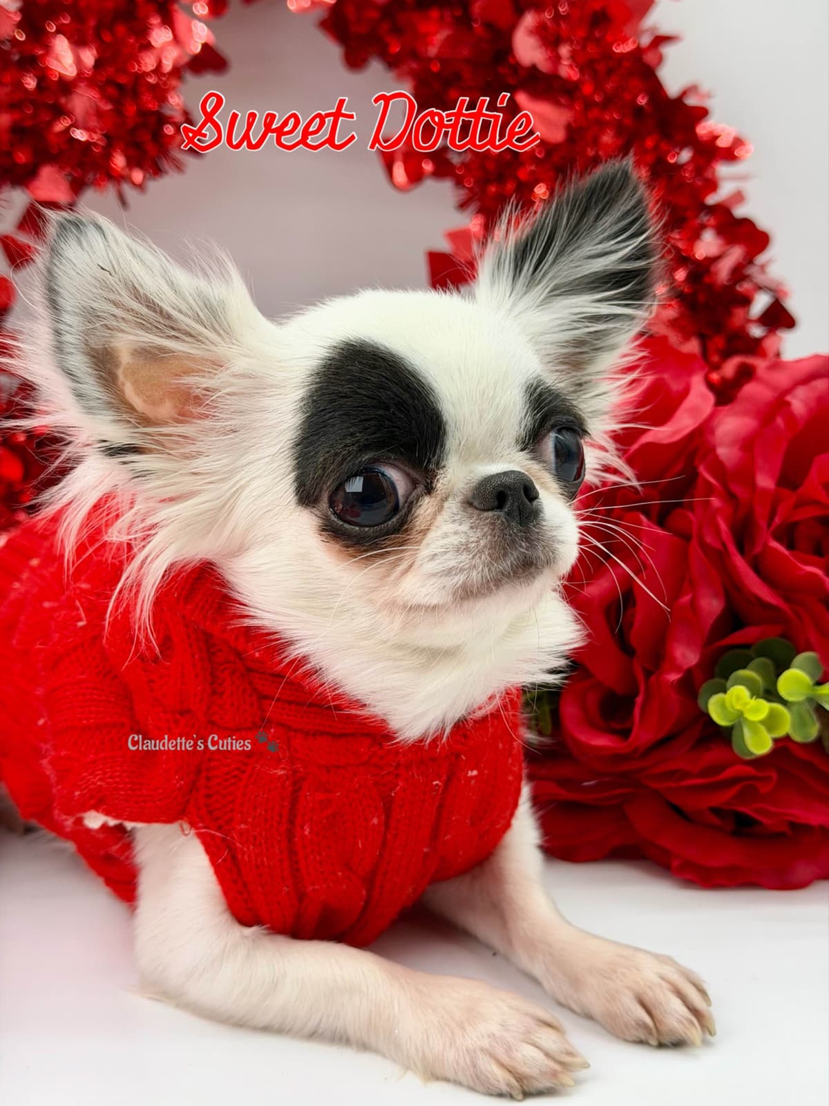 Chihuahua Puppies breeder image 20