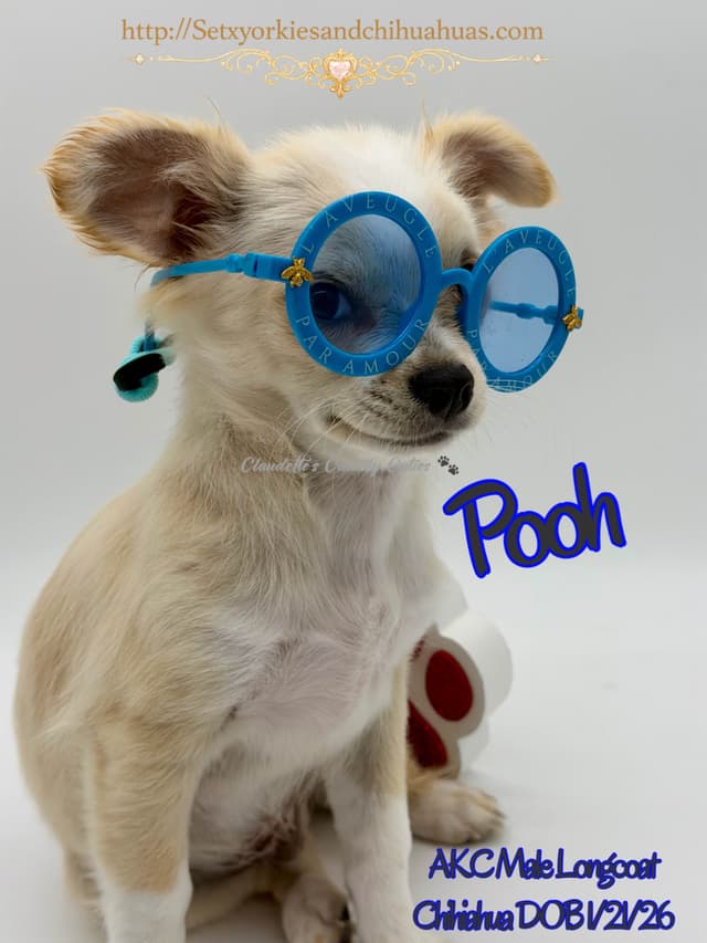 Longcoat Chihuahua Puppy media 2