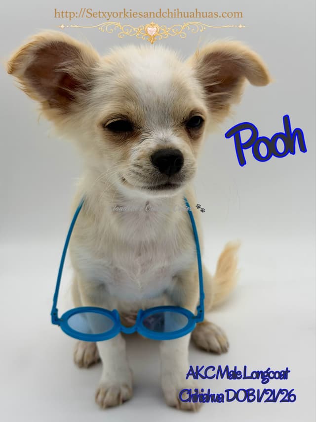 Longcoat Chihuahua Puppy media 3