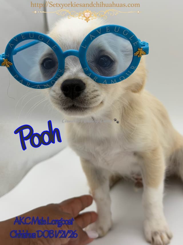 Longcoat Chihuahua Puppy media 5