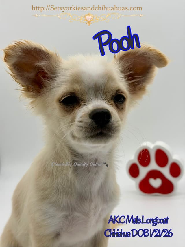 Longcoat Chihuahua Puppy media 6