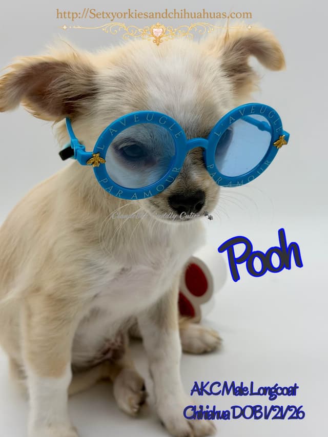 Longcoat Chihuahua Puppy media 7