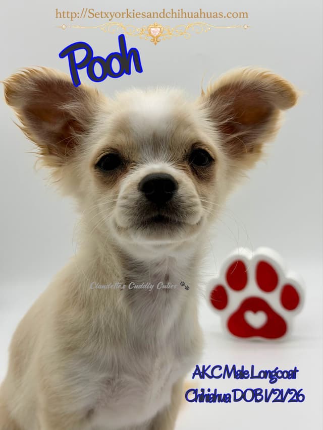 Longcoat Chihuahua Puppy media 9