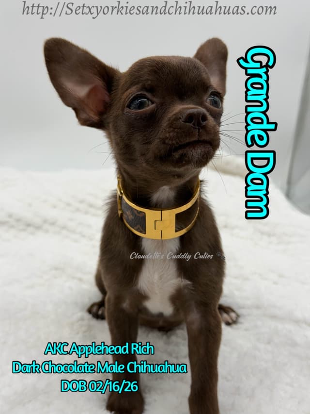 Chihuahua Puppies media 2