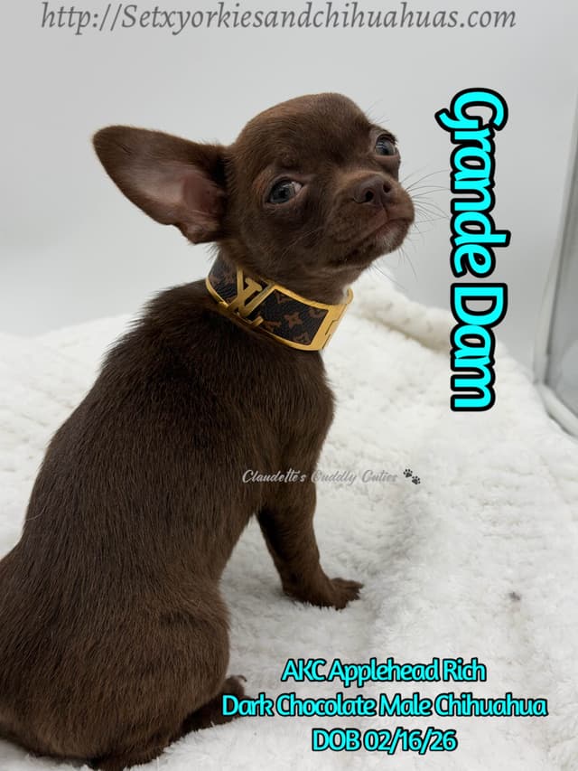 Chihuahua Puppies media 3