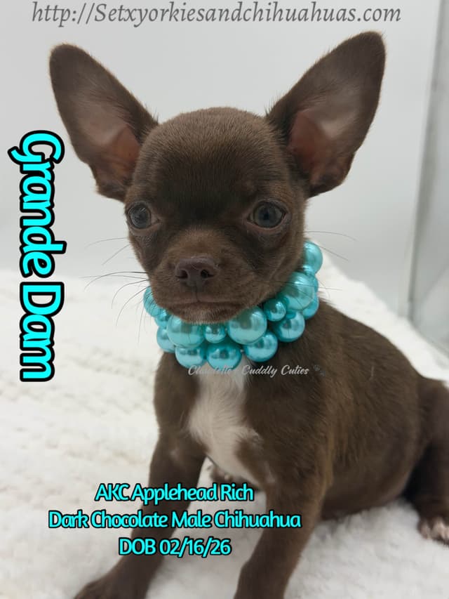 Chihuahua Puppies media 8