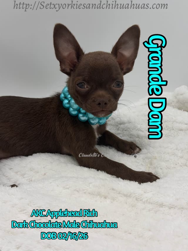 Chihuahua Puppies media 9
