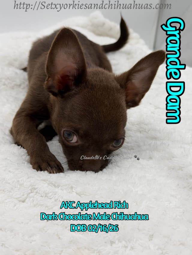 Chihuahua Puppies media 10