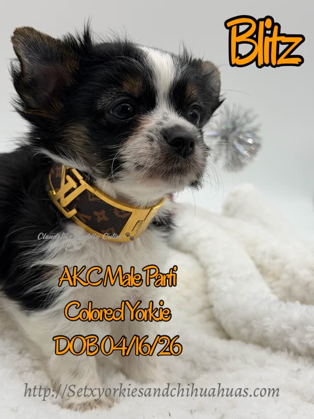Yorkshire Terrier Puppies media 2