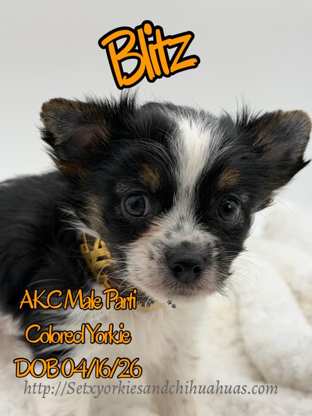 Yorkshire Terrier Puppies media 3