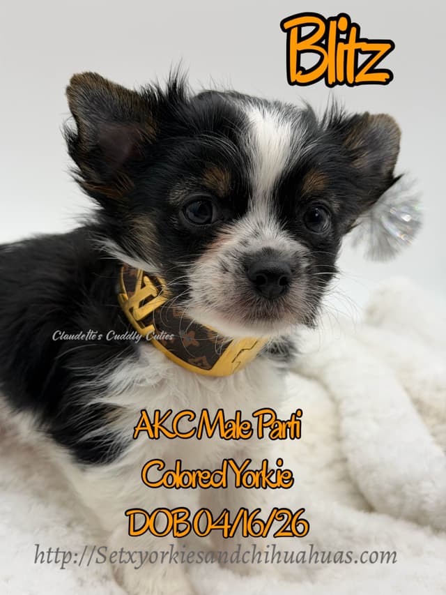 Yorkshire Terrier Puppies media 4
