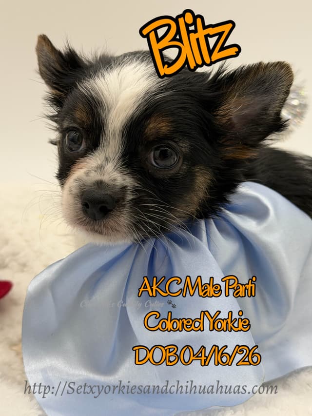 Yorkshire Terrier Puppies media 5