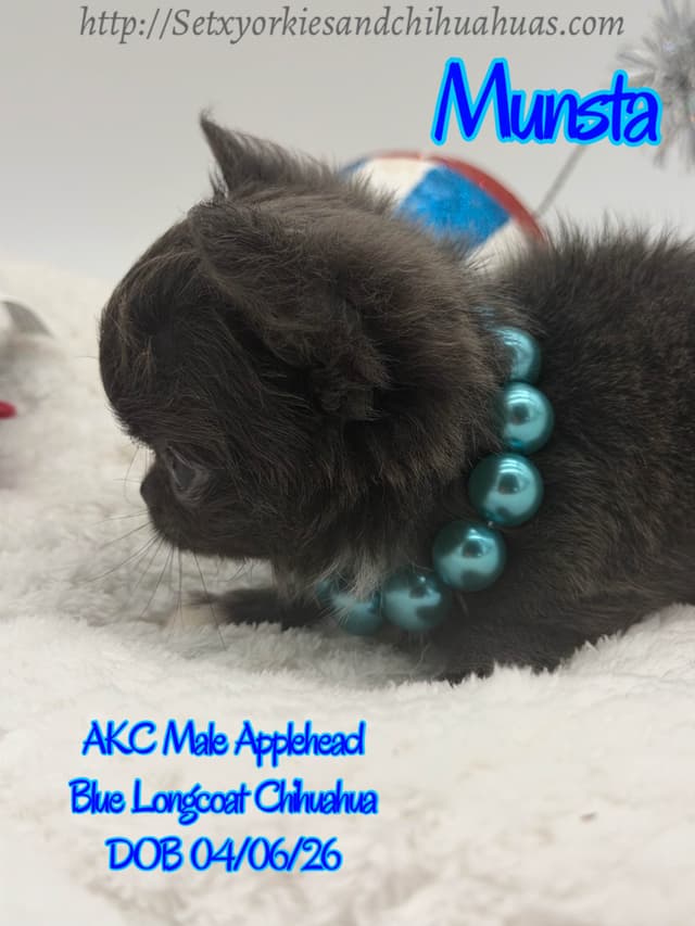 Chihuahua Puppies media 2