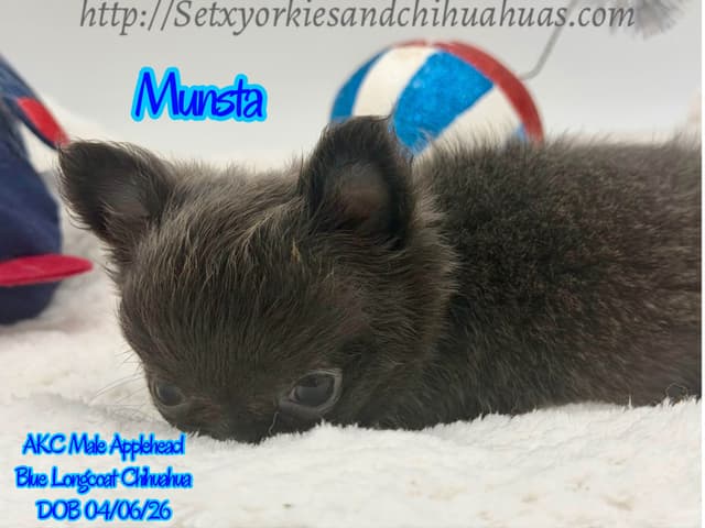 Chihuahua Puppies media 3