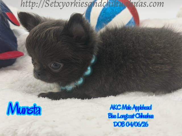 Chihuahua Puppies media 4