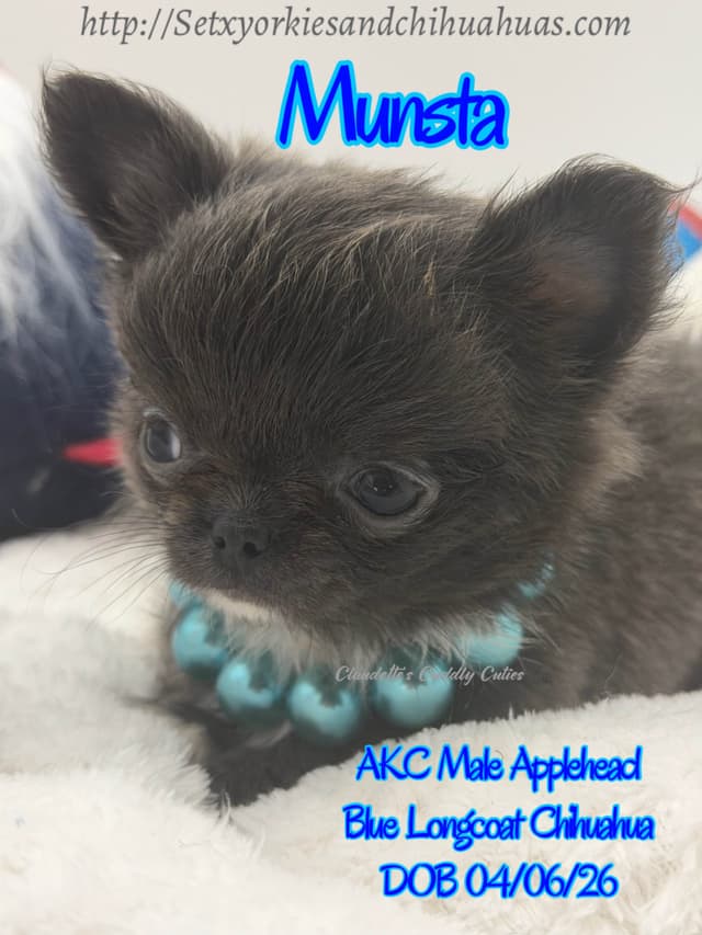 Chihuahua Puppies media 5