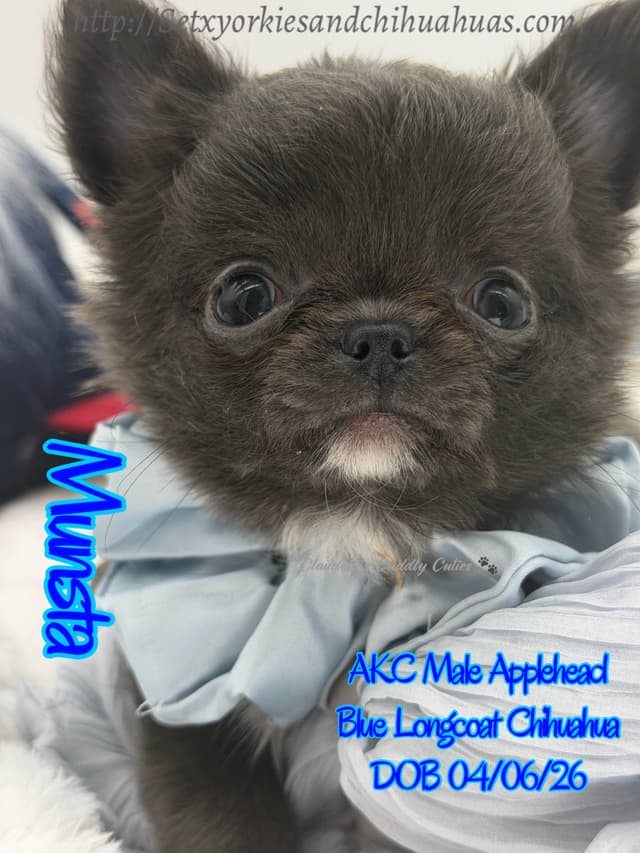 Chihuahua Puppies media 6