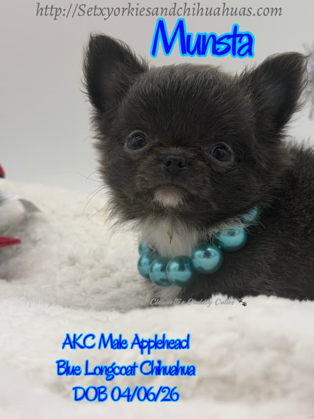 Chihuahua Puppies media 7